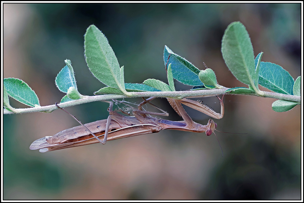 mante_religieuse(Mantis_religiosa)(2_5).jpg