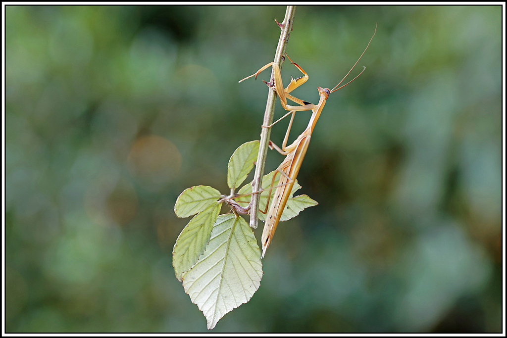 mante_religieuse(Mantis_religiosa)(37_42).jpg
