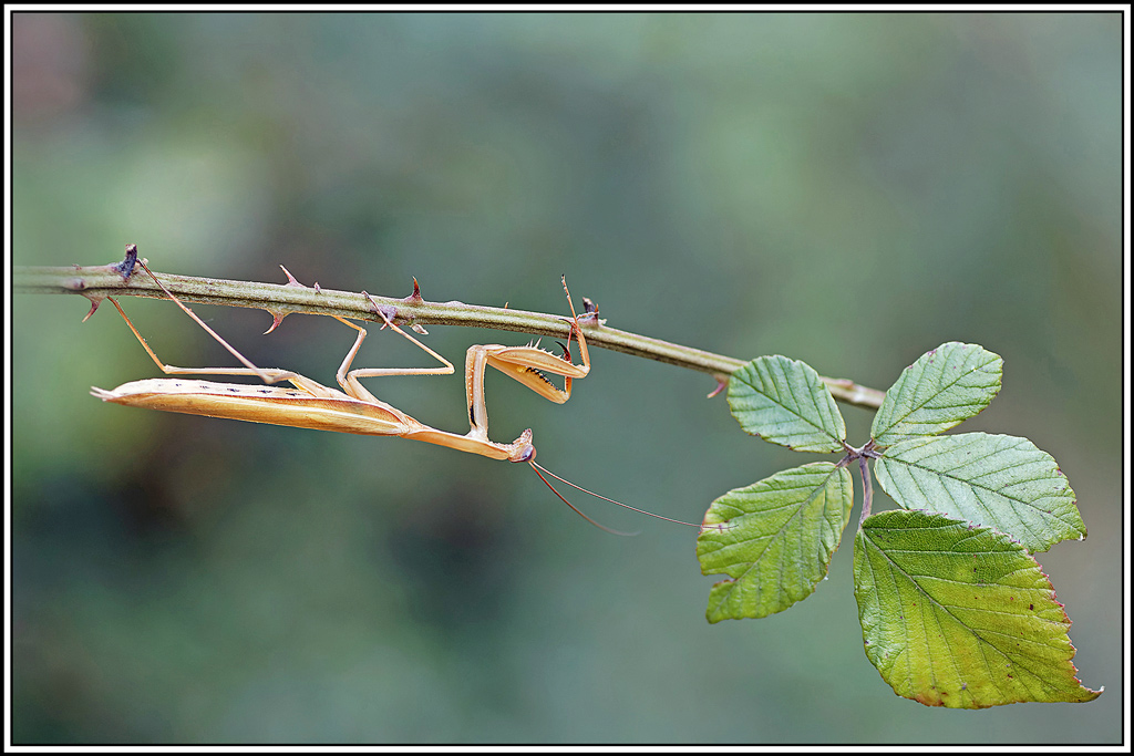 mante_religieuse(Mantis_religiosa)(60_67).jpg