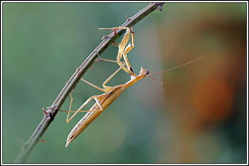 mante_religieuse(Mantis_religiosa)(77_84).jpg