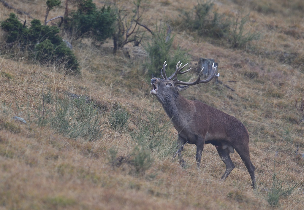 DS5_3099.jpg