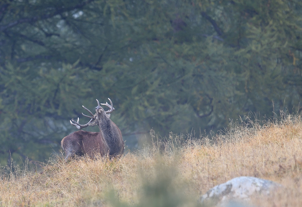 DS5_3137.jpg