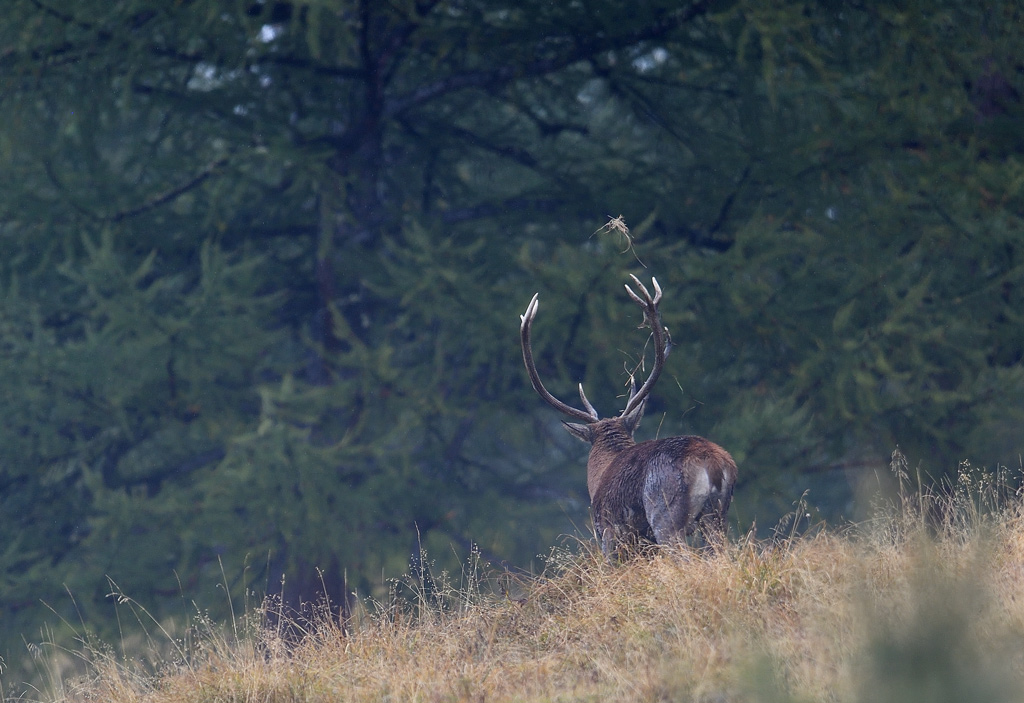 DS5_3140.jpg