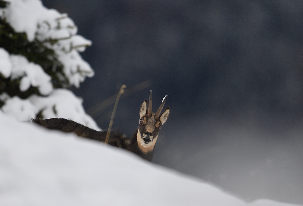 DS5_3994.jpg
