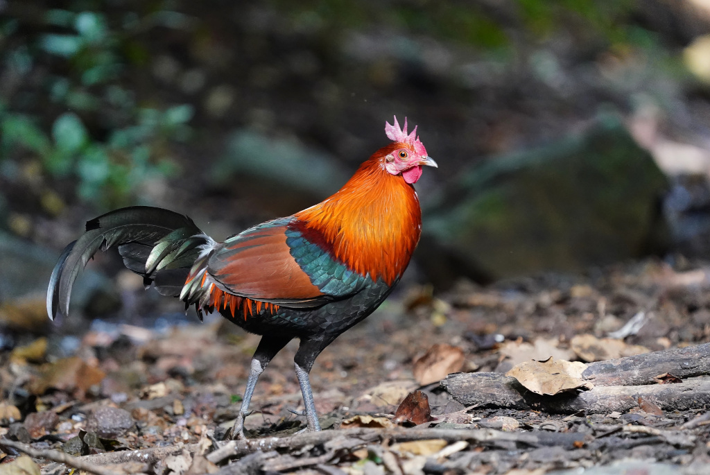 98-Coq Bankiva mâle - Baan hide.JPG