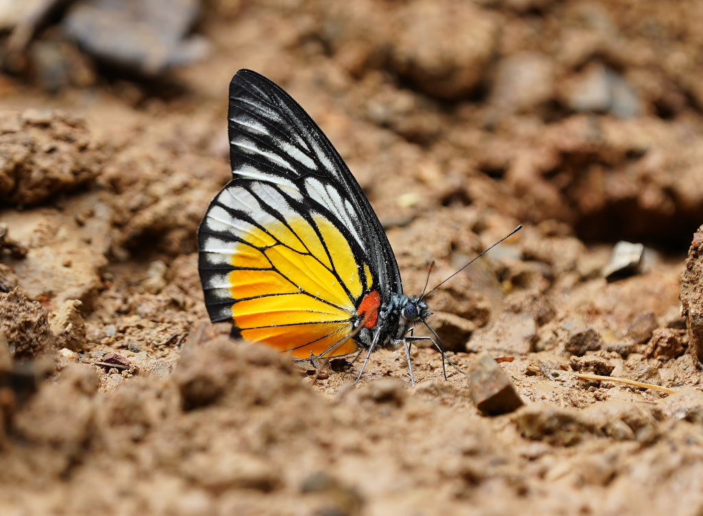 108-Pieroneris clemanthe - KK.JPG