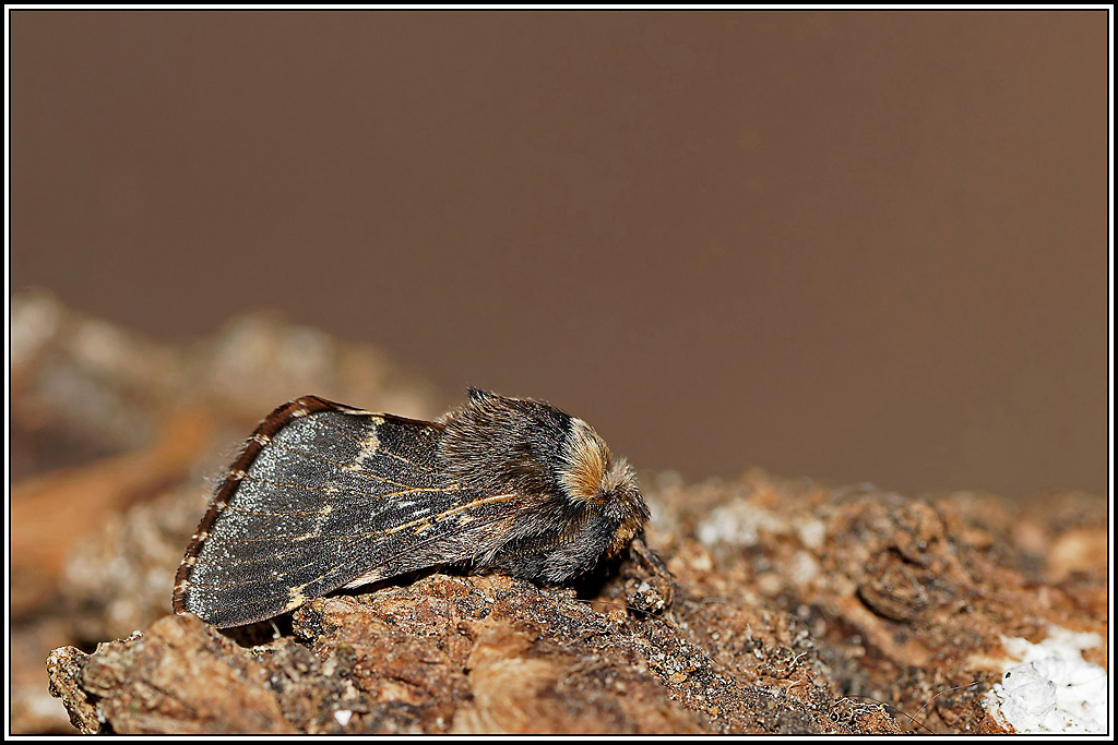 Bombyx_du_peuplier(Poecilocampa_populi)(2).jpg