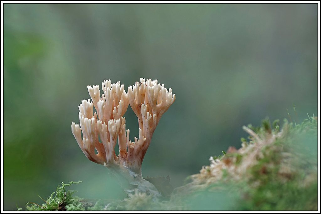champignon(560)Clavaire_dressée(Ramaria_stricta).jpg