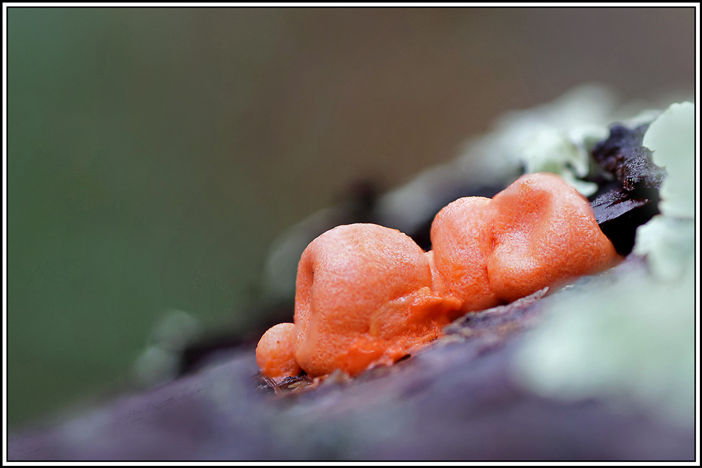 champignon(578_581)Lait_de_loup(Lycogala_epidendrum).jpg