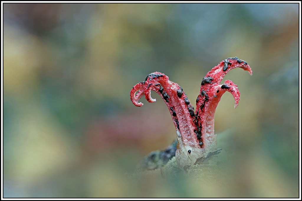 champignon(582_584)Doigts_du_diable(Clathrus_archeri).jpg