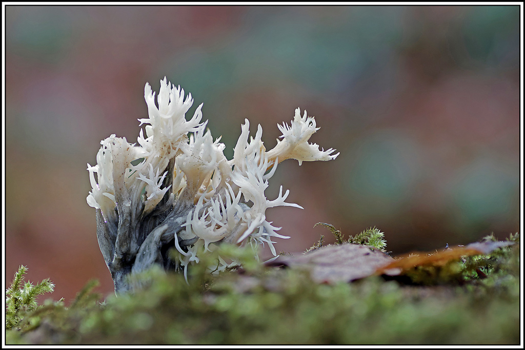 champignon(597_600)Clavaire_en_crête(Clavulina_coralloides).jpg