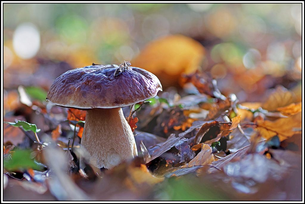 champignon(602_603)Cèpe_de_bordeaux(Boletus_edulis).jpg