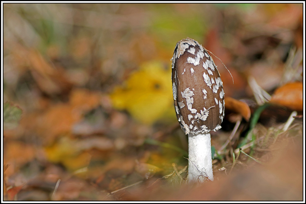 champignon(610)Coprin_pie(Coprinopsis_picacea).jpg