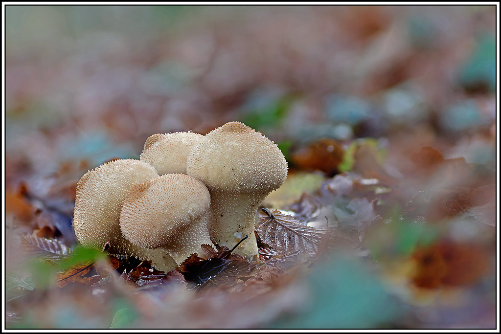champignon(612_617)Vesse_de_loup_perlée(Lycoperdon_perlatum).jpg