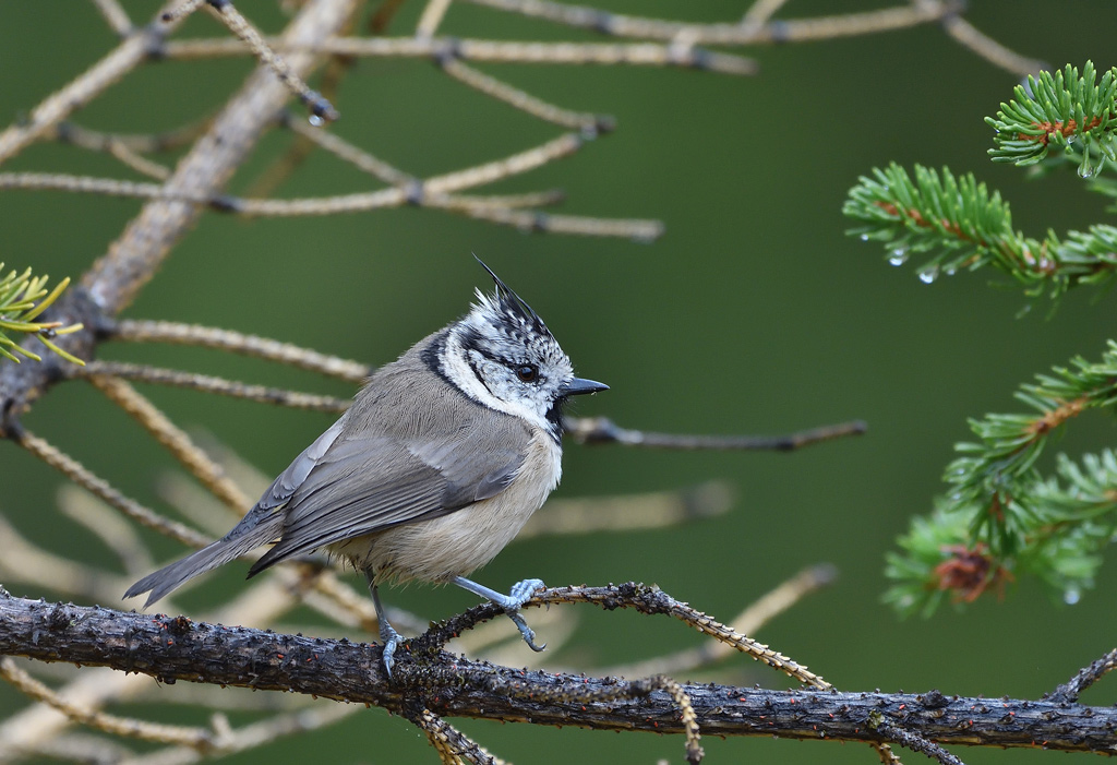DSC_6233.jpg