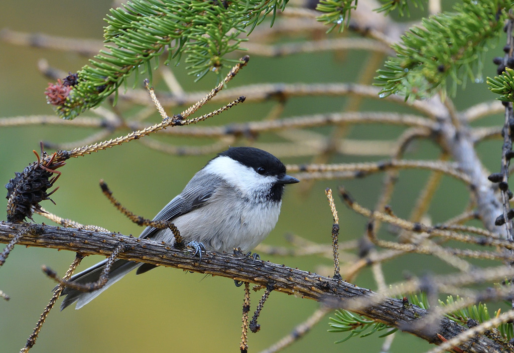 DSC_6238.jpg