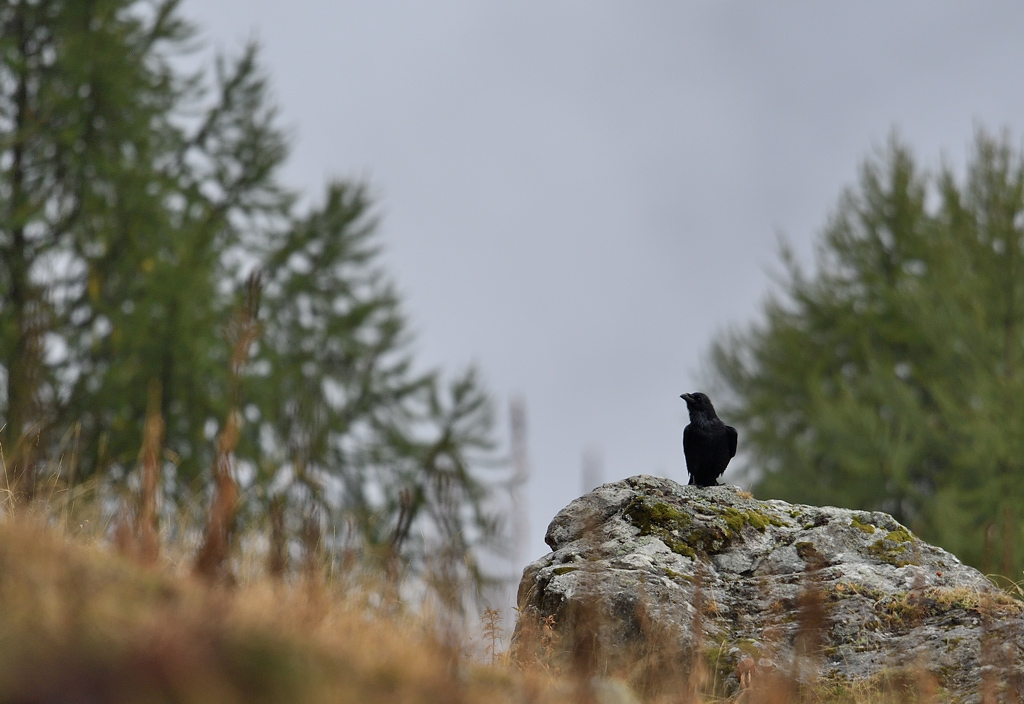 DS5_3199.jpg