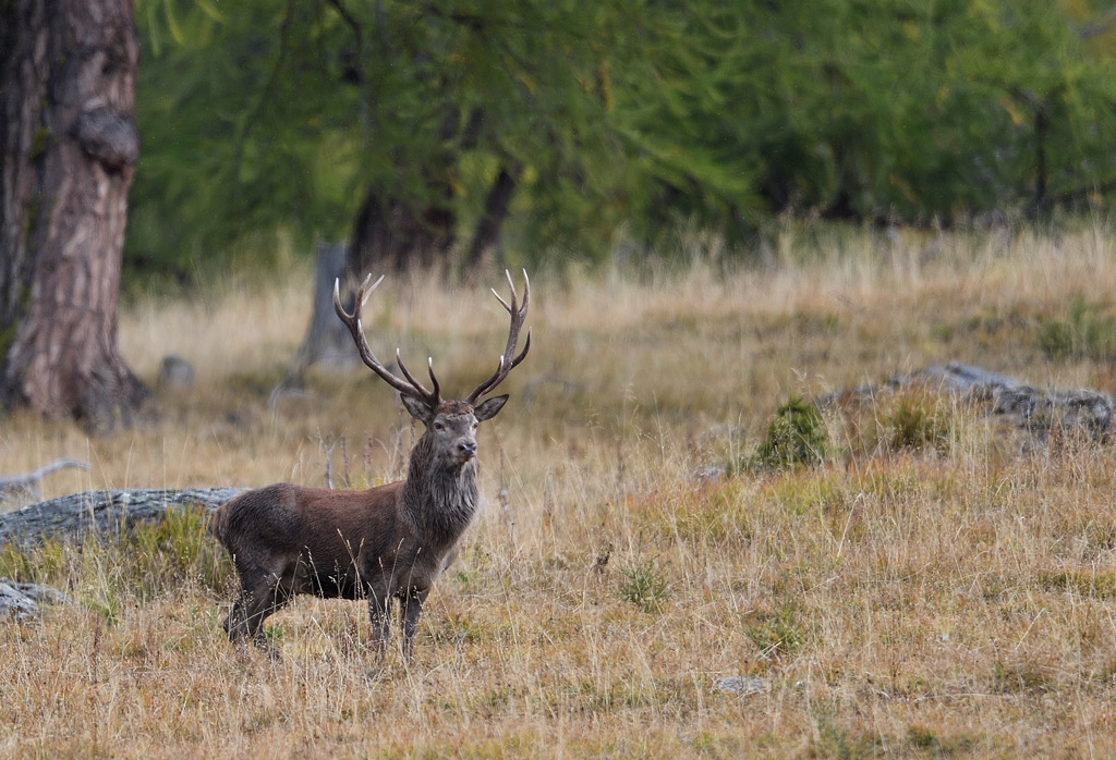 DS5_3204.jpg