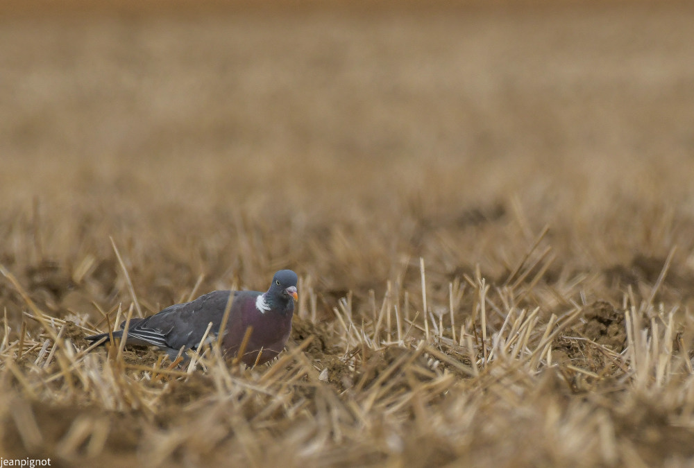 DSC_3577_529.JPG
