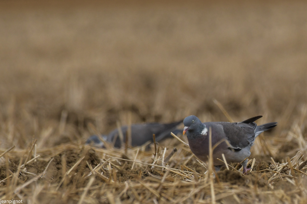 DSC_3598_530.JPG