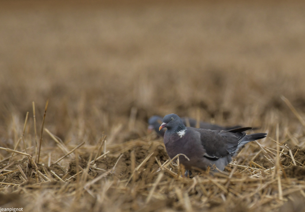 DSC_3607_531.JPG