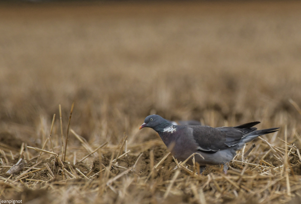 DSC_3608_532.JPG