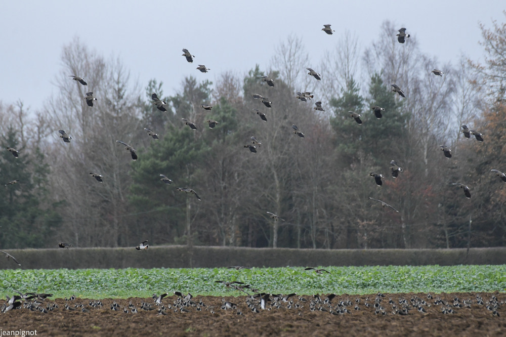 DSC_5215_524.JPG