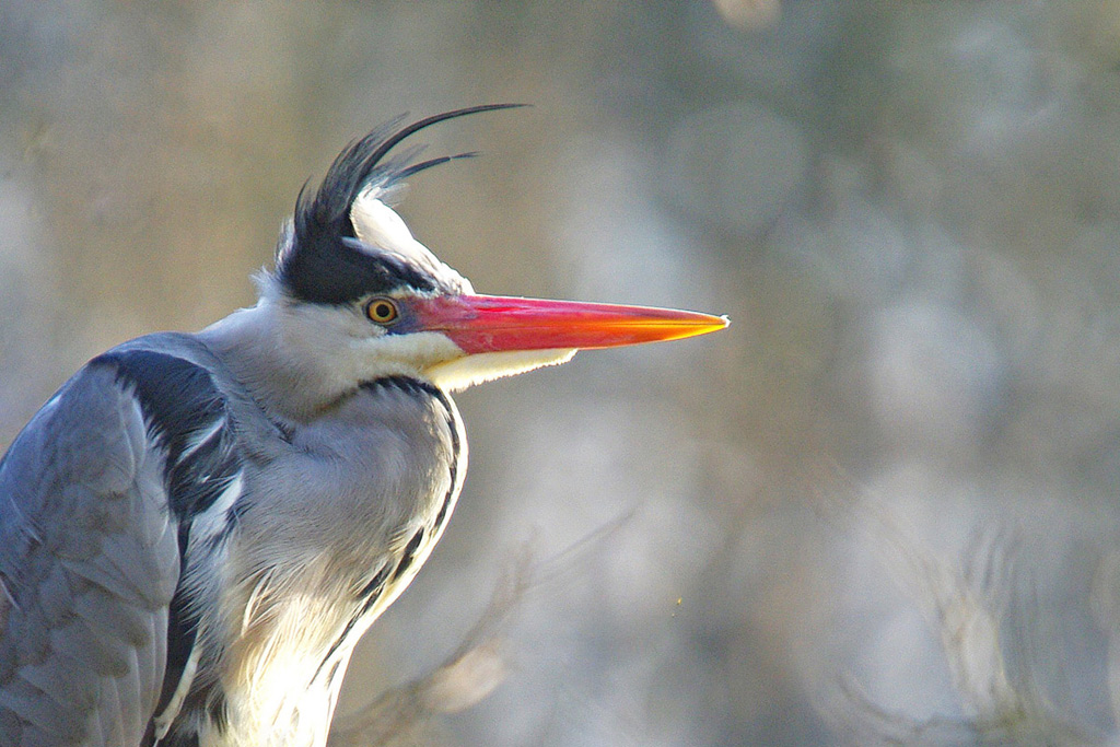IMGP8529R.jpg