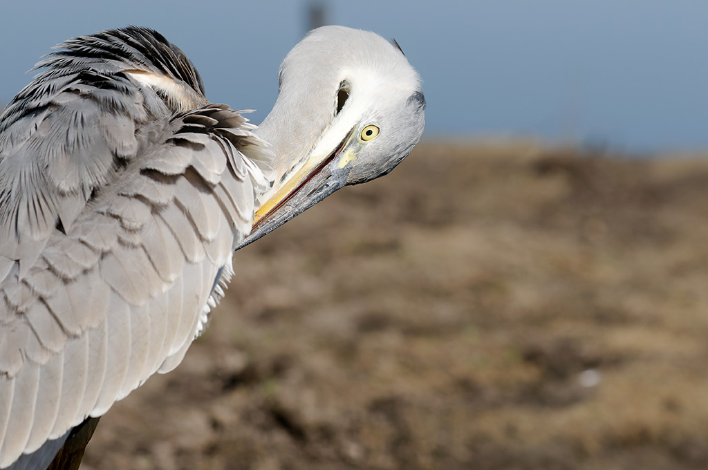 heron3.jpg