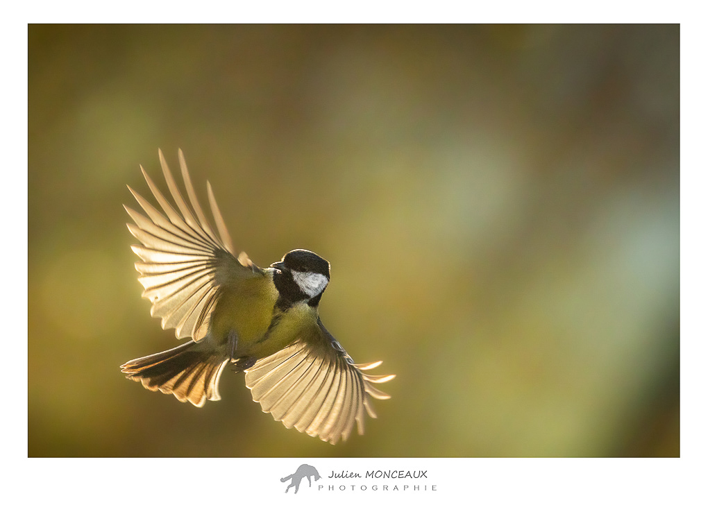 2022-12 mésange charbonnière 04.jpg
