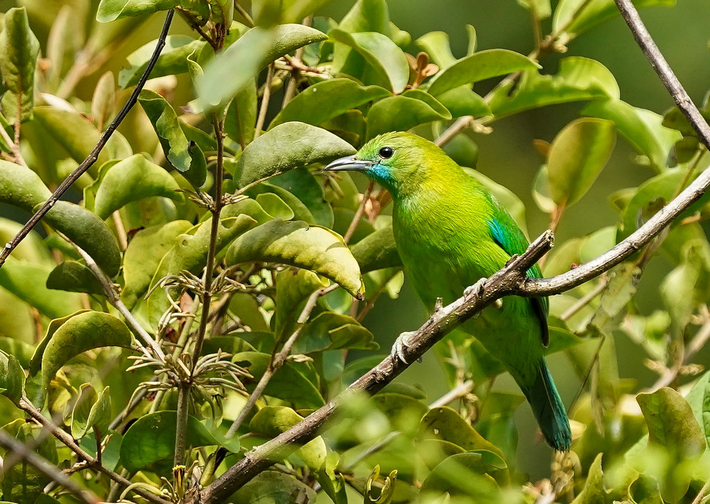 126-Verdin à tête jaune femelle-KK.JPG