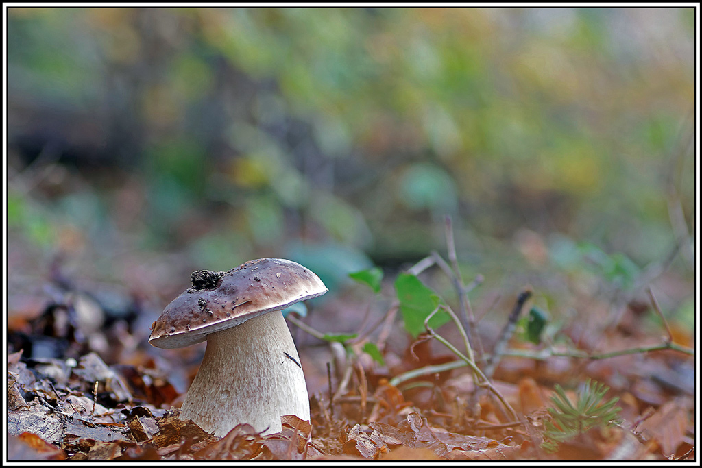 champignon(591)Cèpe_de_bordeaux(Boletus_edulis)bios.jpg