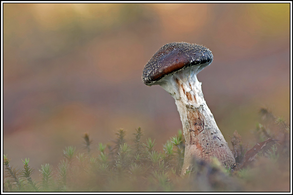 champignon(593)Armillaire_bulbeuse(Armillaria_gallica).jpg