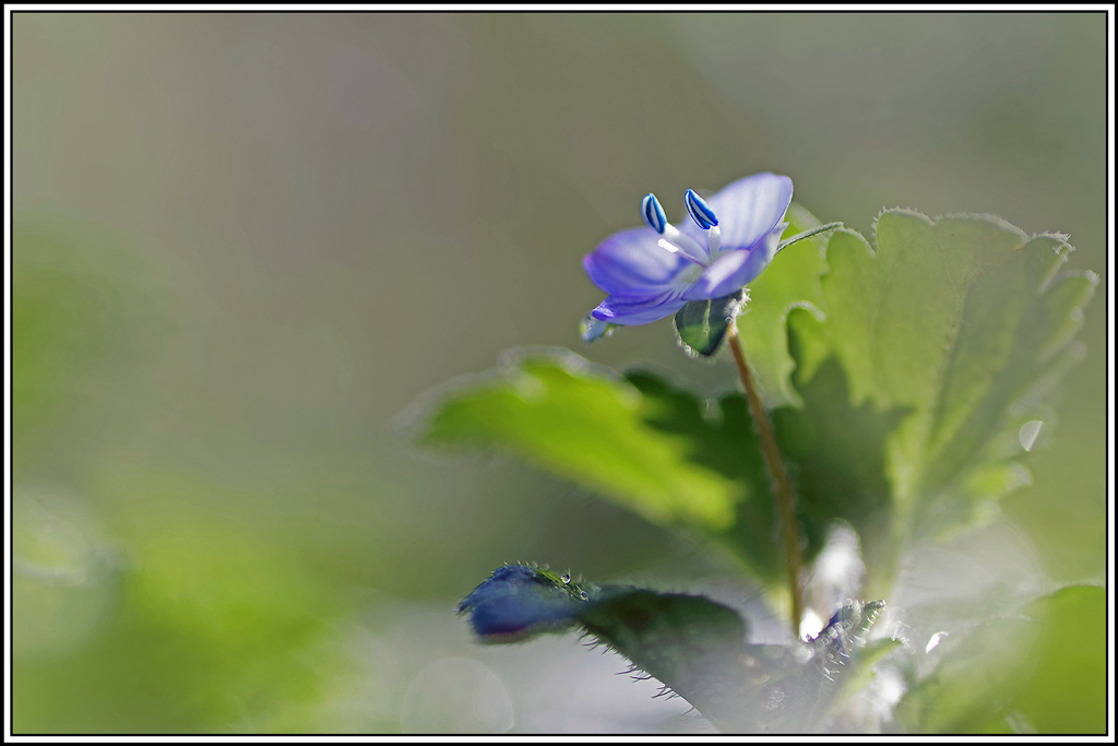 flore(1172)Véronique_de_Perse(Veronica_persica).jpg