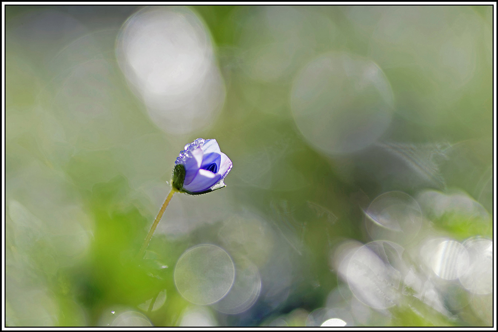 flore(1173)Véronique_de_Perse(Veronica_persica).jpg