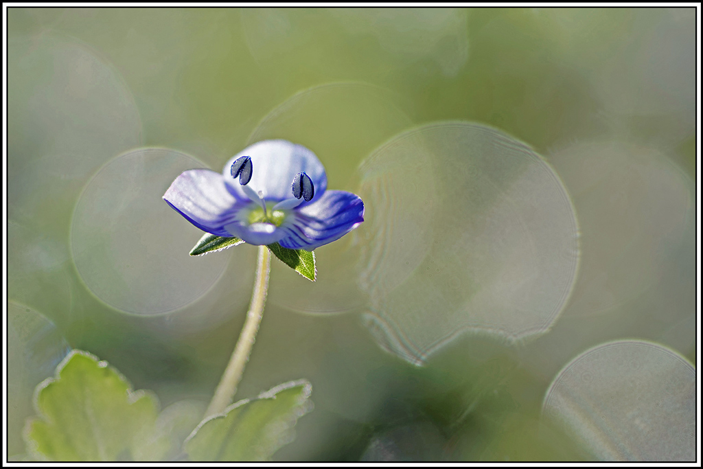 flore(1174)Véronique_de_Perse(Veronica_persica).jpg