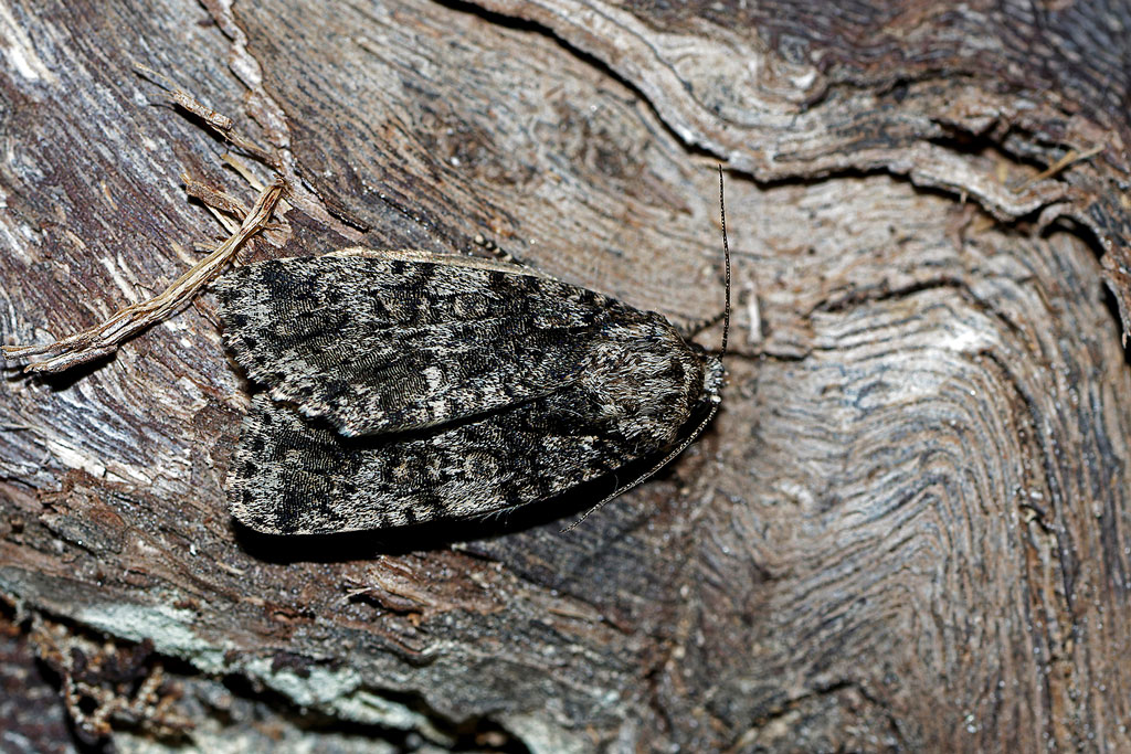 noctuelle_de_la_patience(Acronicta_rumicis)(1).jpg