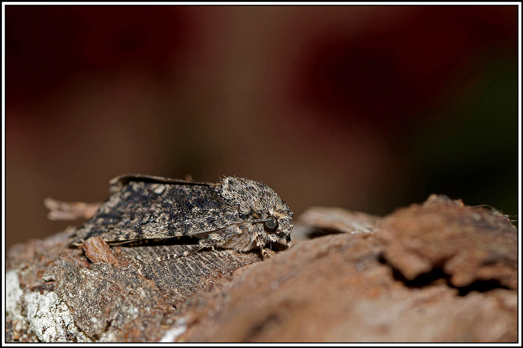 noctuelle_de_la_patience(Acronicta_rumicis)(3).jpg