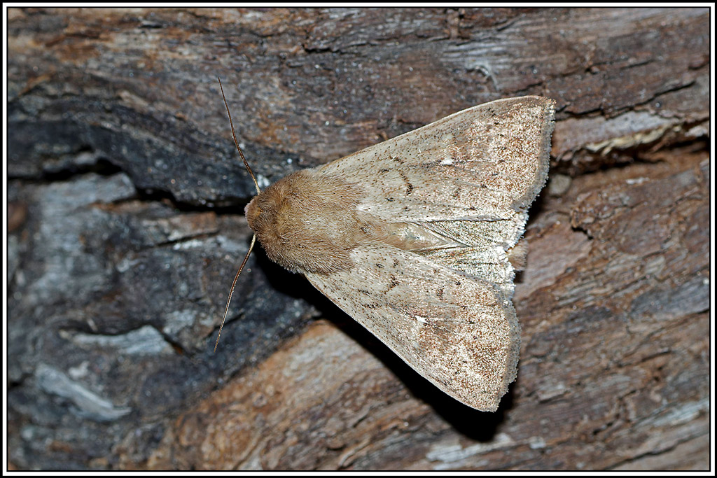 noctuelle_lythargyrée(Mythimna_ferrago)(1).jpg