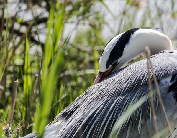 Heron cendré  3515.jpg