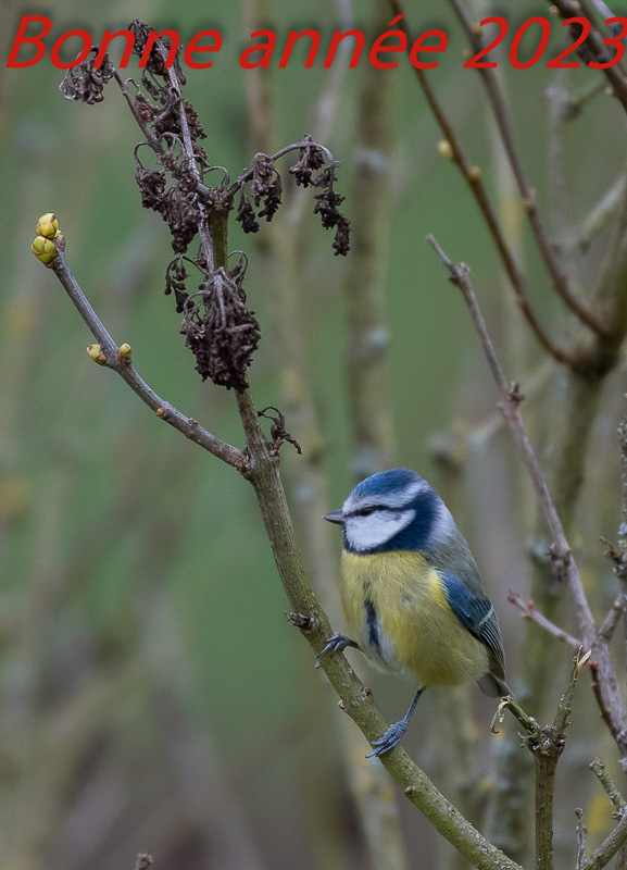 P'tite bleue -5-.jpg