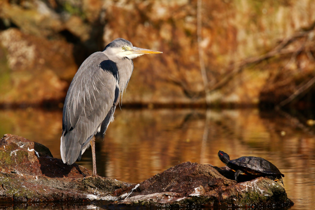 Héron et tortue - Finistere 2015.JPG