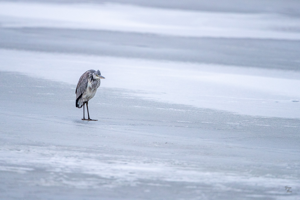 Héron Cendré (Ardea cinerea) Grey heron-147.jpg