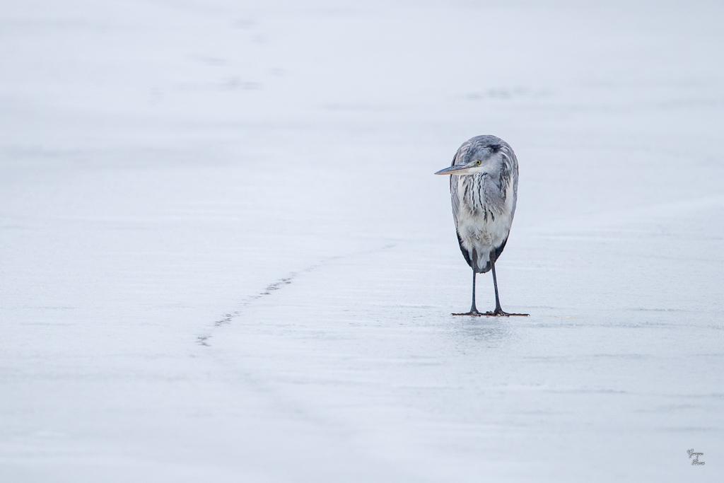 Héron Cendré (Ardea cinerea) Grey heron-169.jpg