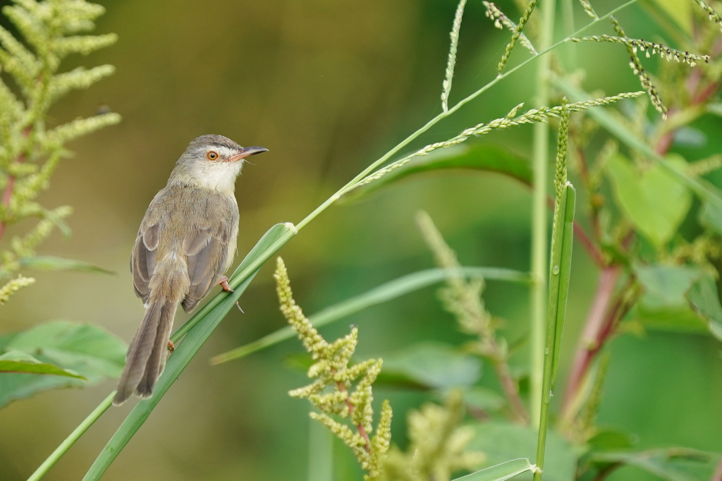 155-Prinia simple - Bang khaem.JPG