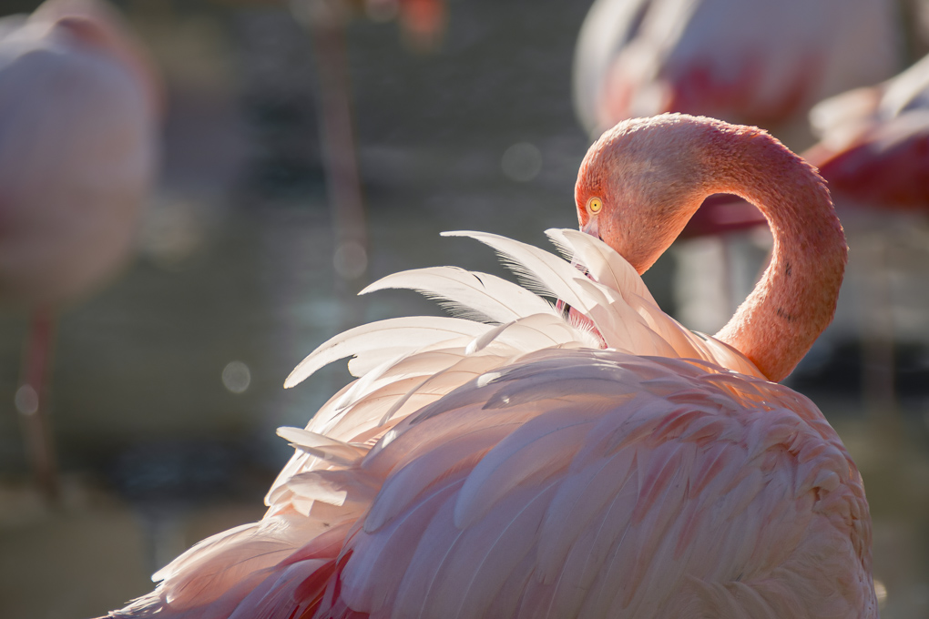 2021-12-16_2ANUMA, Concours, Flamant rose.jpg