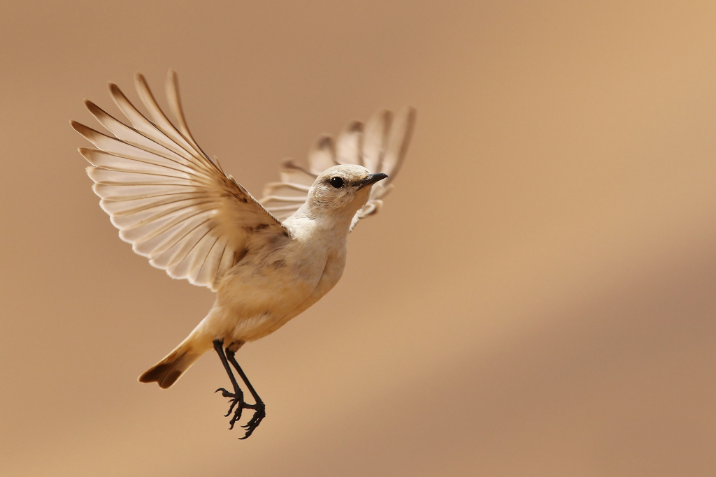50- Traquet trac-trac - Swakopmund.JPG
