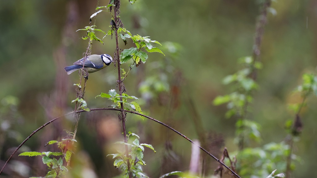 Z50_8690_DxO.jpg