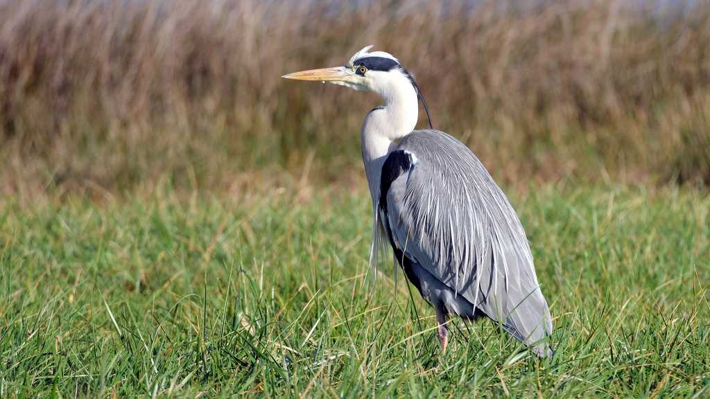 Héron cendré - Ardea cinerea - Grey Heron     (Copier).JPG