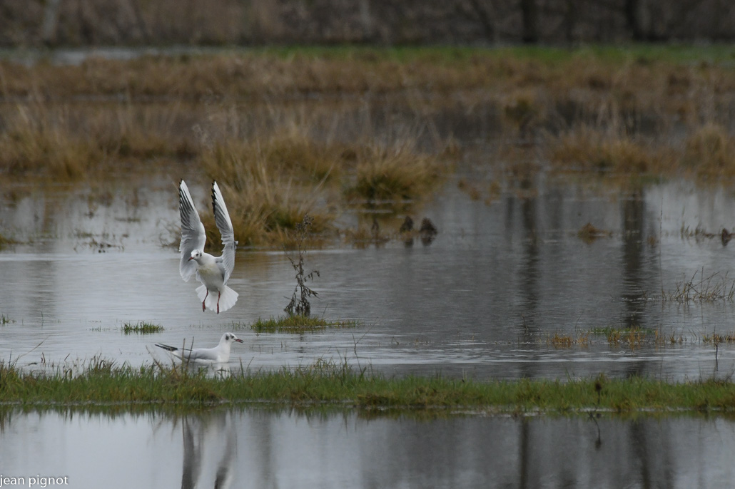 mouettes rieuses en janvier au guest st vast.JPG